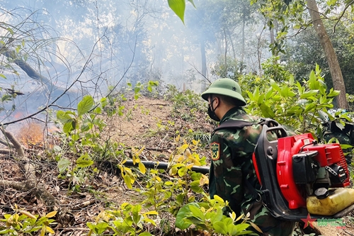 Dập tắt đám cháy rừng thực bì tại TP Hạ Long, tỉnh Quảng Ninh